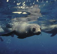 Wilsons Promontory Marine National Park - Find Attractions