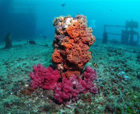 HMAS Brisbane Dive Site - Find Attractions 0