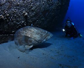 HMAS Brisbane Dive Site - Find Attractions 3