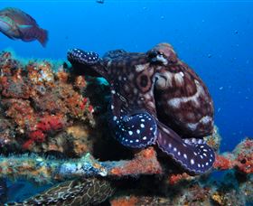 HMAS Brisbane Dive Site - Find Attractions 2
