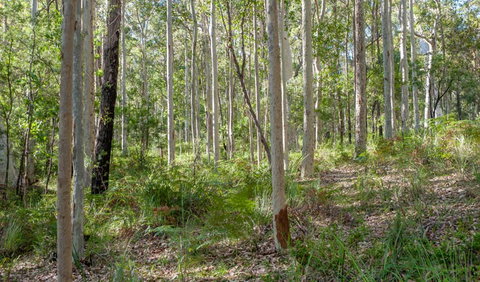 Corramy Regional Park - Find Attractions 1