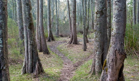 Anabranch Loop Track - Find Attractions 1