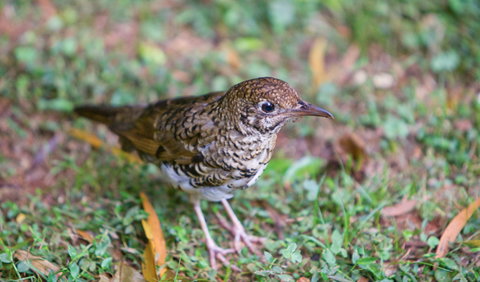 Walk With The Birds Boardwalk - Find Attractions 1