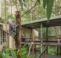 Daisy Hill Koala Centre - Find Attractions