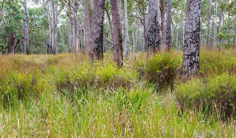 Yadboro NSW Find Attractions