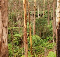 Cycle Mogo State Forest - Find Attractions