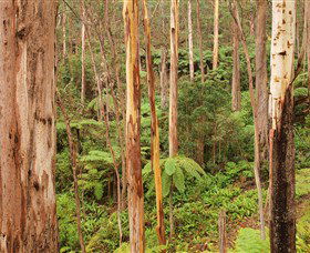 Cycle Mogo State Forest - Find Attractions 1