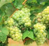 Red Tail Wines - Find Attractions