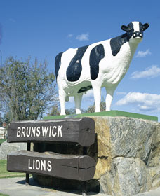 Brunswick Cow Brunswick