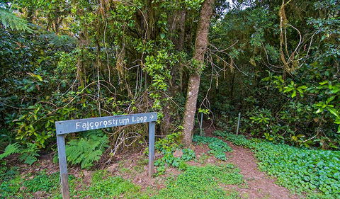 Falcorostrum Loop Walking Track - Find Attractions 0