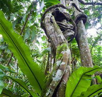 Tamborine Rainforest Skywalk - Find Attractions