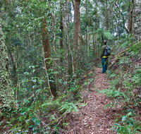 Blackbutt walking track - Find Attractions
