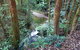 Blackbutt Walking Track - thumb 1
