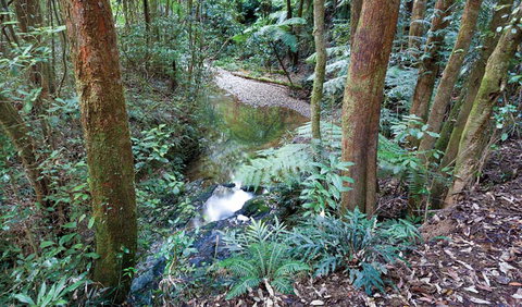 Blackbutt Walking Track - Find Attractions 1