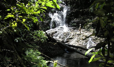 Blackbutt Walking Track - Find Attractions 2