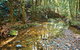 Blackbutt Walking Track - thumb 3