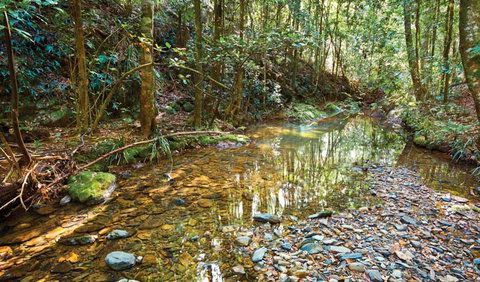 Blackbutt Walking Track - Find Attractions 3