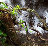 Mogo Bushwalk - Find Attractions