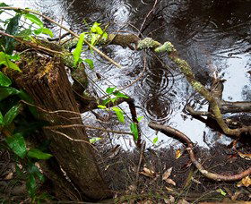 Mogo Bushwalk - Find Attractions 0