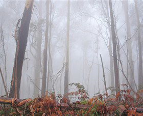 Mogo Bushwalk - Find Attractions 1