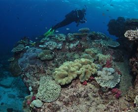 Flinders Reef Dive Site - Find Attractions 2