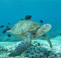 Flinders Reef Dive Site - Find Attractions