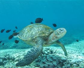 Flinders Reef Dive Site - Find Attractions 0