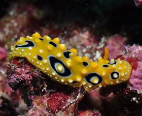 Flinders Reef Dive Site - Find Attractions 1