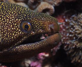 Flinders Reef Dive Site - Find Attractions 3