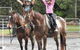 Kings Creek Saddle Club - thumb 2