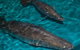 Cookabarra Restaurant And Function Centre - Tailor Made Fish Farms - thumb 7