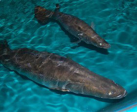Cookabarra Restaurant And Function Centre - Tailor Made Fish Farms - Find Attractions 7