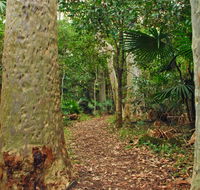 Depot Beach Rainforest walk - Find Attractions