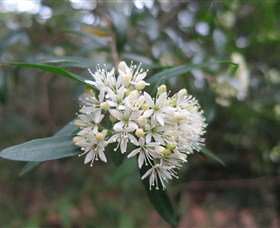 Booderee National Park Botanic Gardens - Find Attractions 1