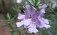 Booderee National Park Botanic Gardens - thumb 5