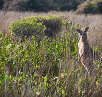 Murramarang Aboriginal Area walking track - Find Attractions