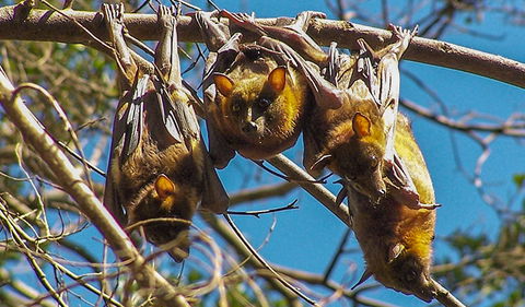 Wingham Brush Nature Reserve - Find Attractions 2