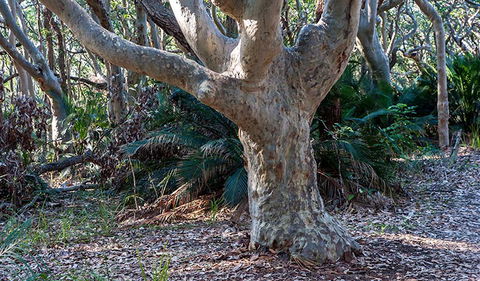 Myrtle Beach Walking Track - Find Attractions 1