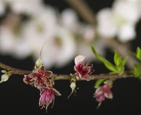 Fruit Salad Tree Company - Find Attractions 1