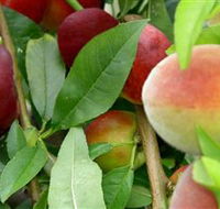 Fruit Salad Tree Company - Find Attractions