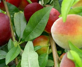Fruit Salad Tree Company - Find Attractions 0
