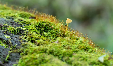 Brimbin Nature Reserve - Find Attractions 2