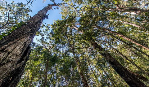 Brimbin Nature Reserve - Find Attractions 3