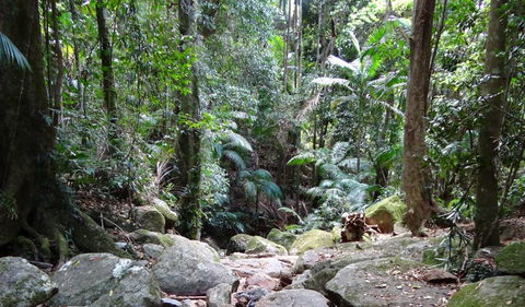 Wollumbin National Park - Find Attractions 2