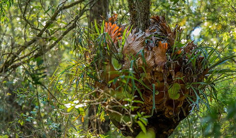 Brimbin Picnic Area - Find Attractions 3