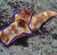Curtain Artificial Reef Dive Site - Find Attractions