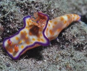 Curtain Artificial Reef Dive Site - Find Attractions 0