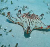 The Pines Dive Site - Find Attractions