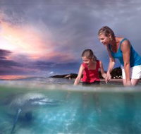 Tangalooma Dolphin Feeding - Find Attractions