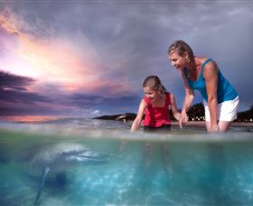 Tangalooma Dolphin Feeding - Find Attractions 0